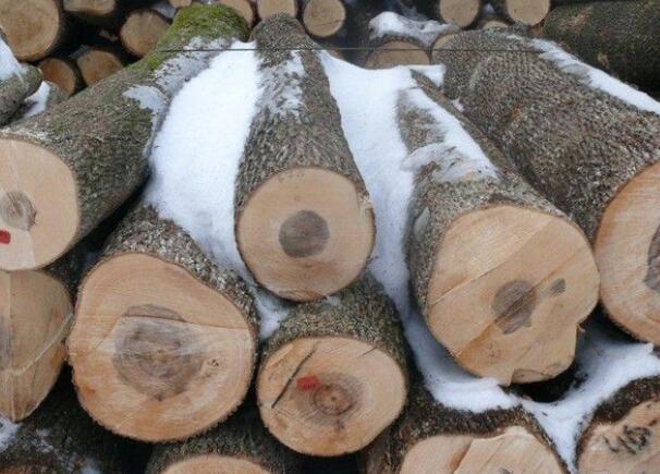 國產(chǎn)東北楓木和國外的美國楓木、加拿大楓木哪種更好